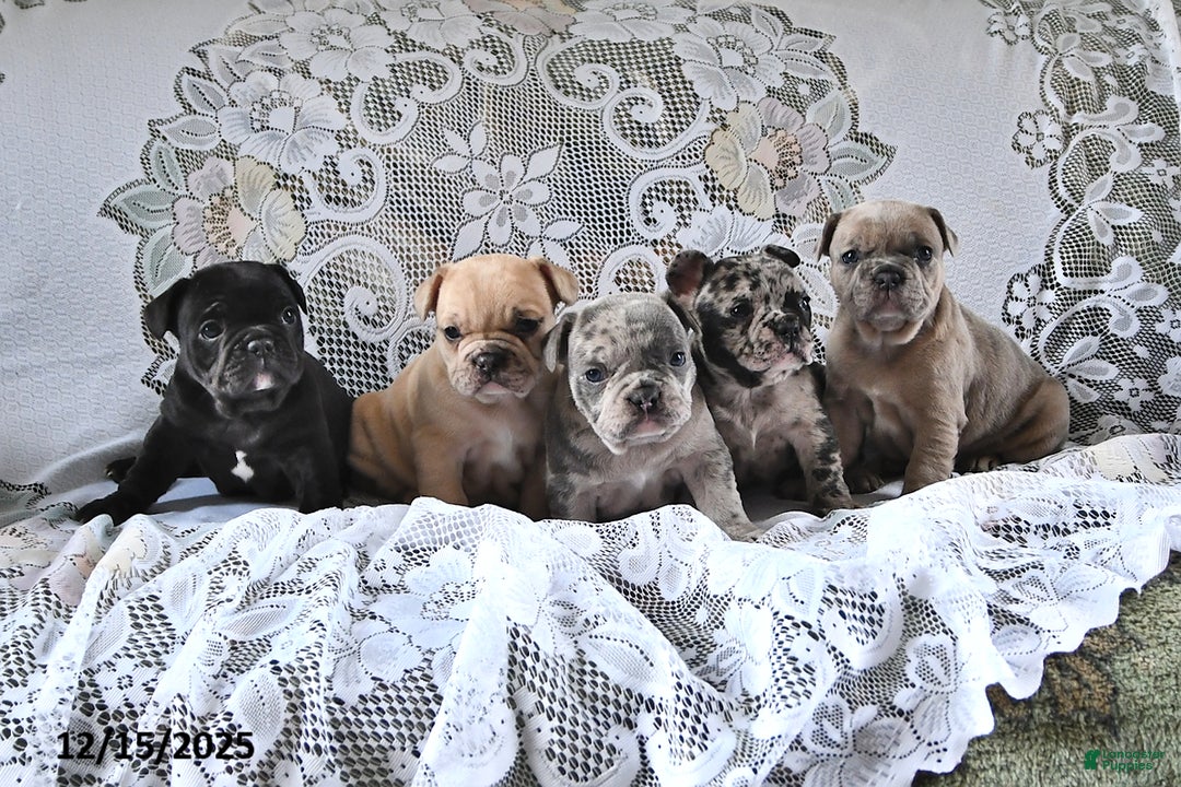 French Bulldog dogs for sale: Cookie Dough - Ad 5