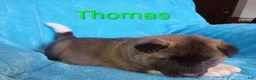 Akita dogs for sale: Thomas - Ad 6