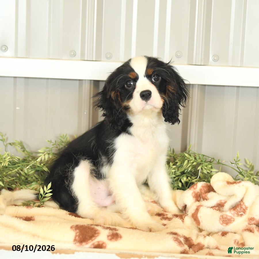 Cavalier King Charles Spaniel dogs Keller - Ad 1
