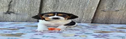Beaglier dogs for sale: Poppy - Ad 4