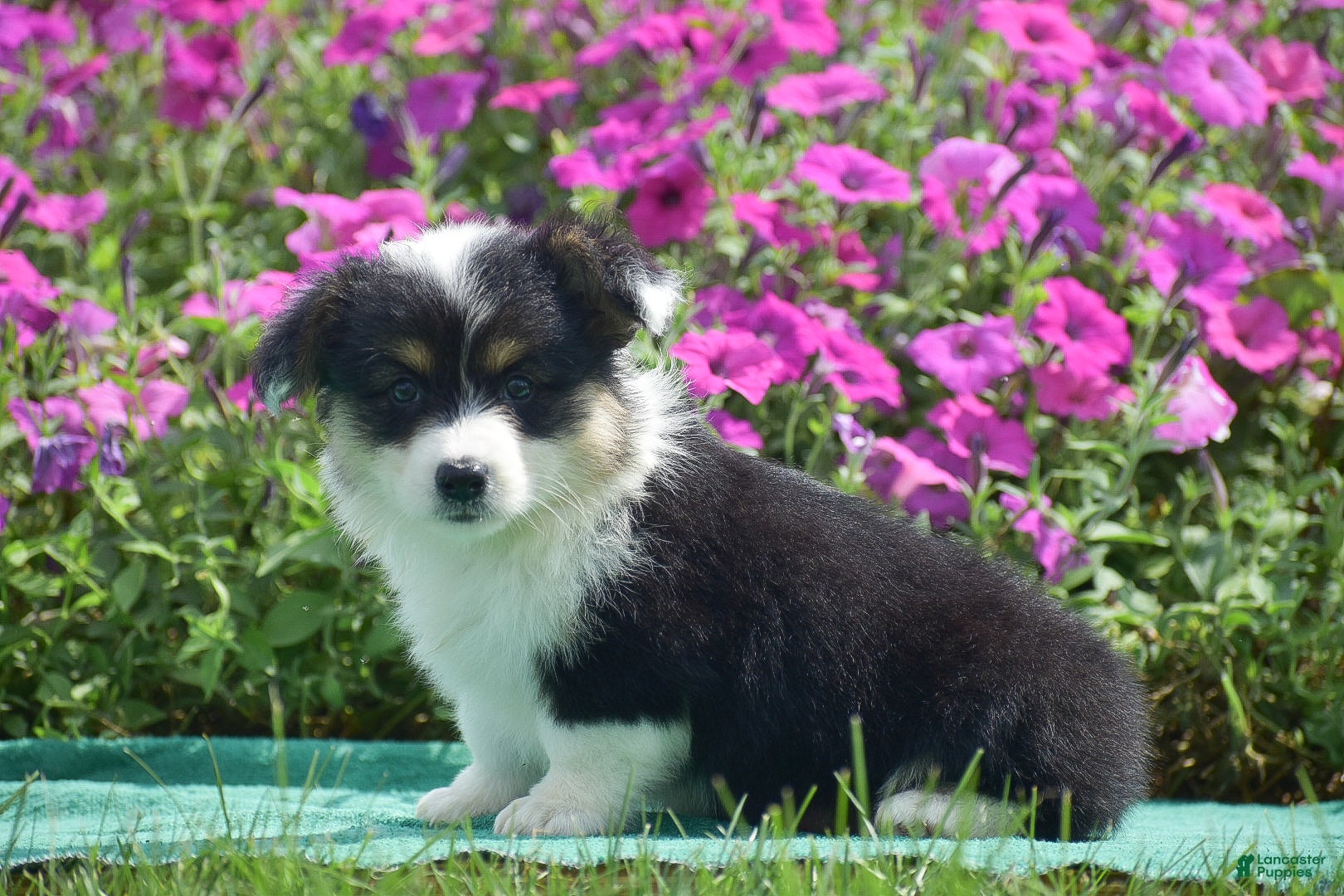 Welsh Corgi Pembroke dogs Jolene - Ad 2