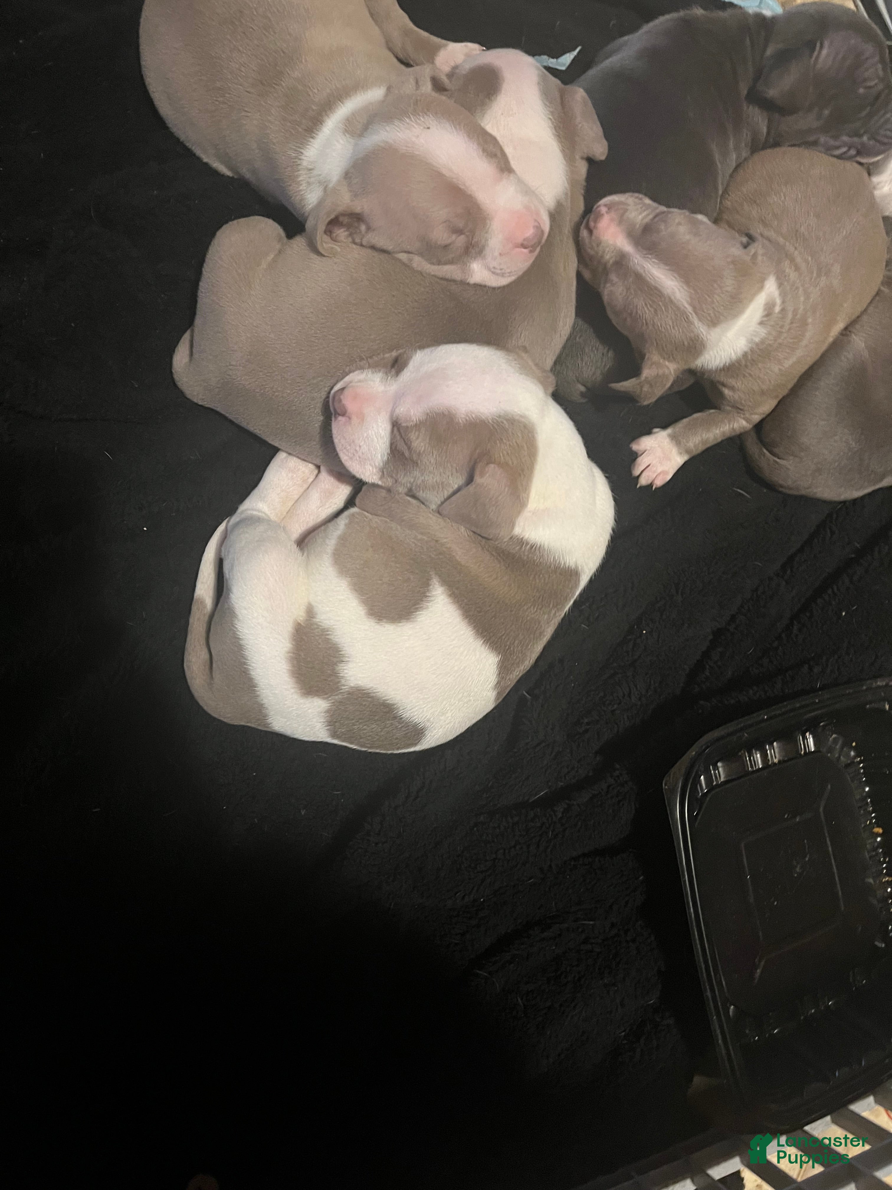 American Pit Bull Terrier dogs American Pit Bull Terrier Puppy 1 - Ad 26