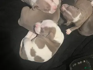 American Pit Bull Terrier dogs American Pit Bull Terrier Puppy 1 - Ad 26