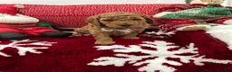 Mini Goldendoodle dogs for sale: Mini Goldendoodle Teddy - Ad 8