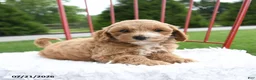 Cockapoo dogs for sale: Zippora - Ad 5