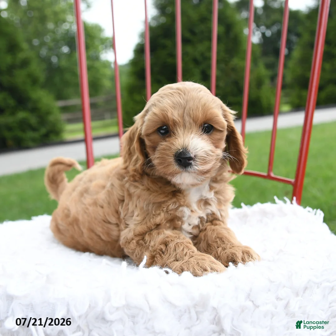 Cockapoo dogs for sale: Zippora - Ad 5
