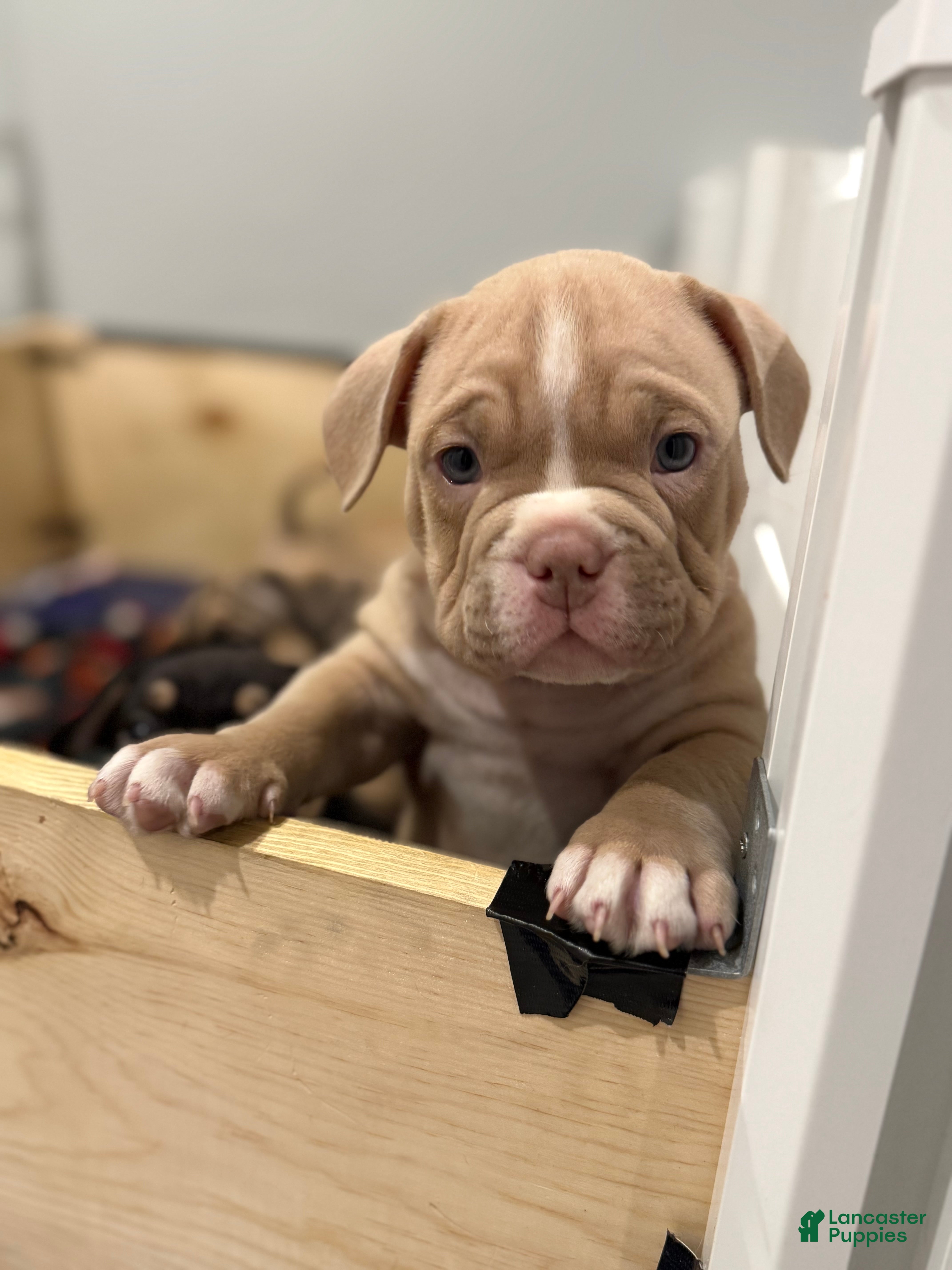 American Bully dogs American Bully Puppy 3 - Ad 36