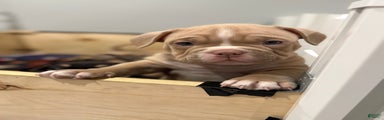 American Bully Puppy 3