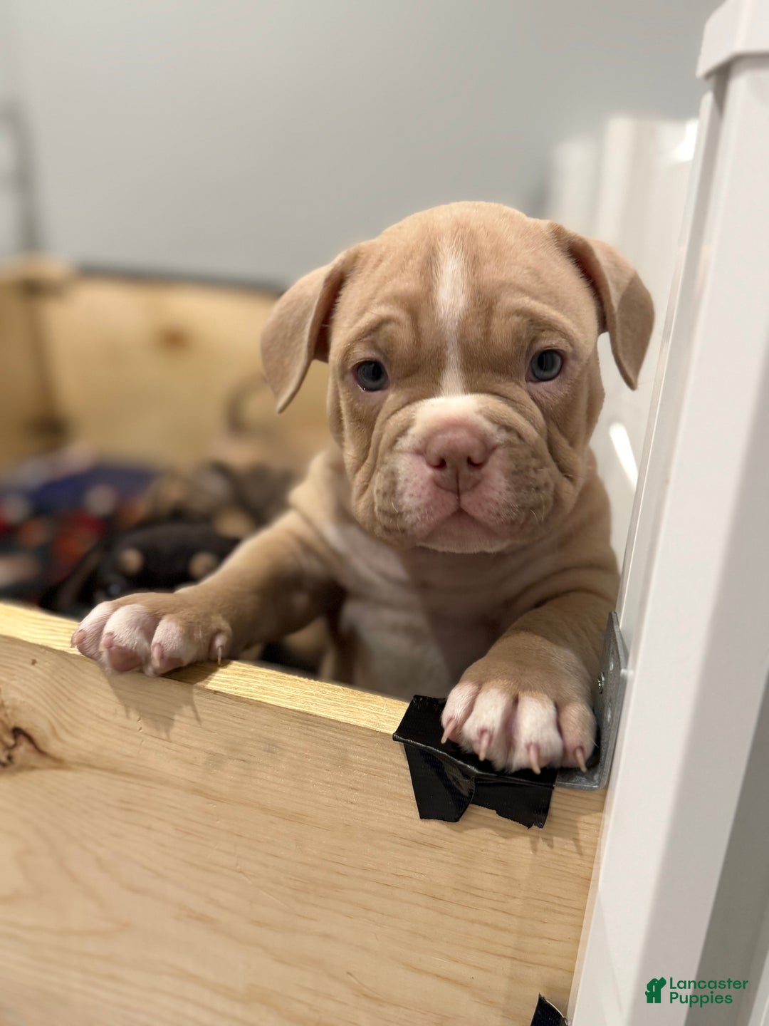 American Bully dogs for sale: American Bully Puppy 3 - Ad 1