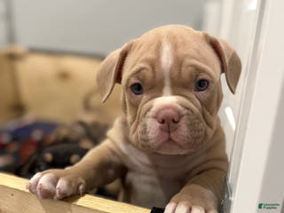 American Bully dogs American Bully Puppy 3 - Ad 36