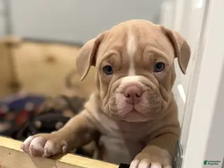 American Bully dogs American Bully Puppy 3 - Ad 31