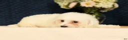 Bichon Frise dogs for sale: Isaac - Ad 9