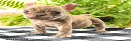 French Bulldog dogs for sale: Victor - Ad 3