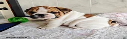 English Bulldog dogs for sale: Rio Grande - Ad 1