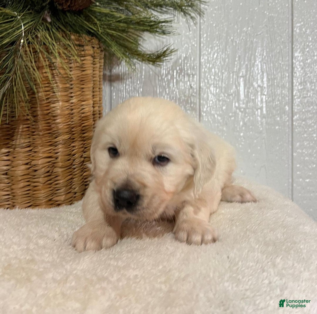Golden Retriever dogs for sale: Rosie - Ad 6