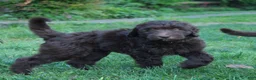 Labradoodle dogs for sale: Orion - Ad 8