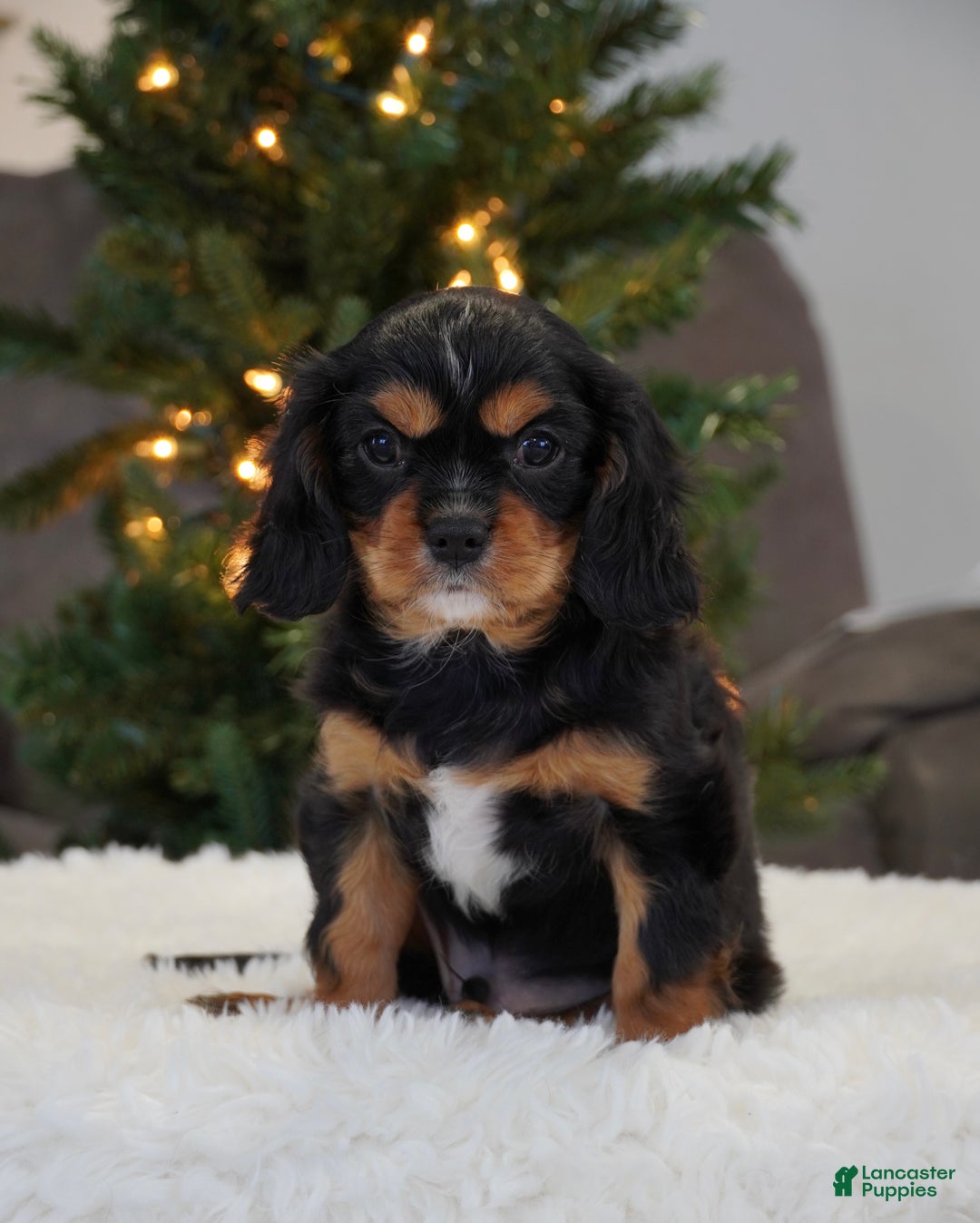 Cavalier King Charles Spaniel dogs for sale: Finn - Ad 1