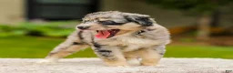 Mini Aussiedoodle dogs for sale: Harper - Ad 6