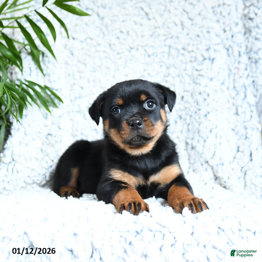 Rottweiler dogs Zara - Ad 20