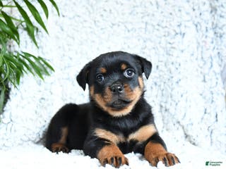 Rottweiler dogs Zara - Ad 36