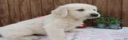 Golden Retriever dogs for sale: Golden Retriever 1 Andy - Ad 2