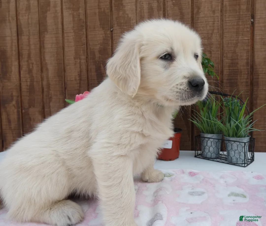 Golden Retriever dogs for sale: Golden Retriever 1 Andy - Ad 2
