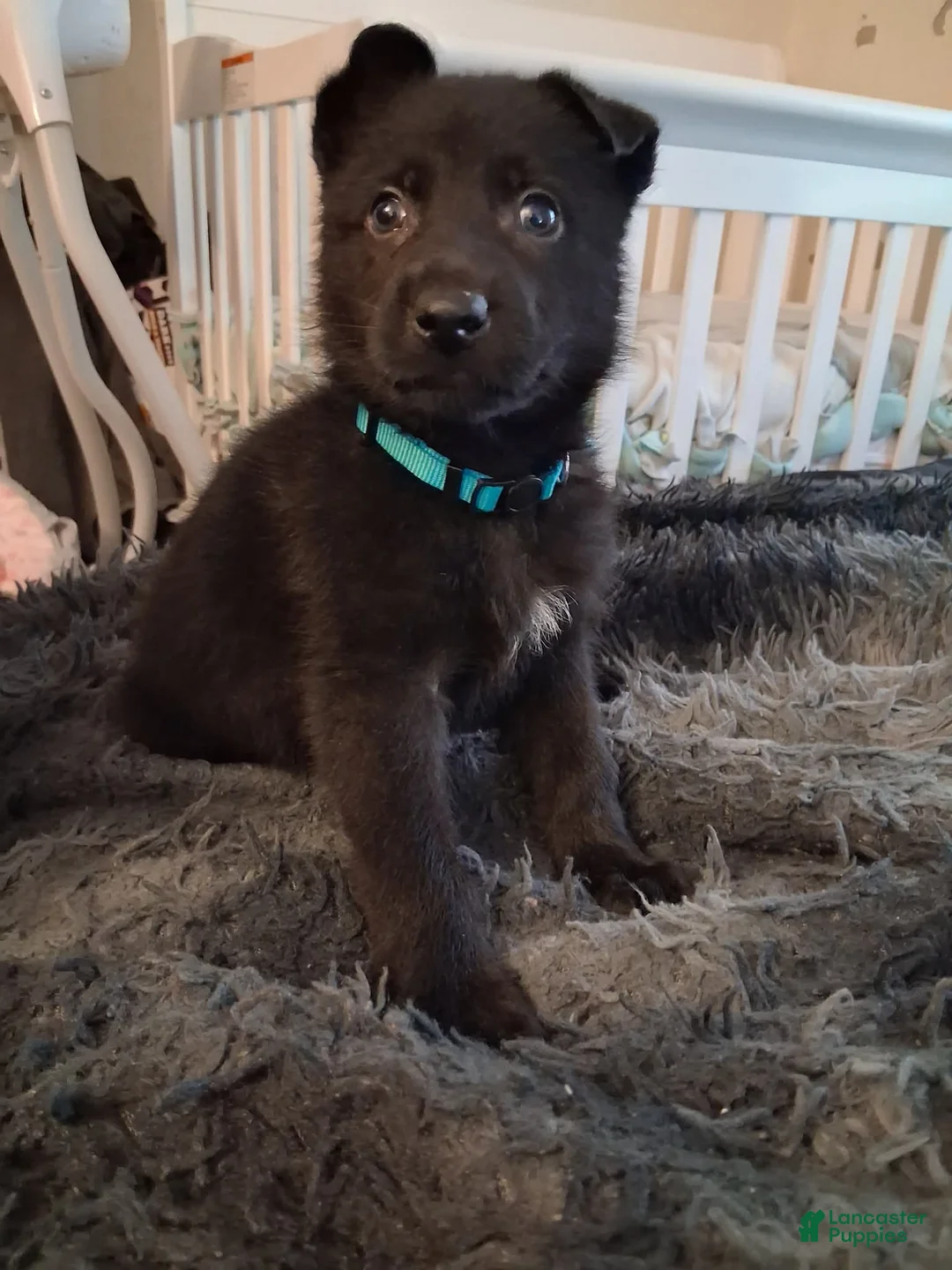 German Shepherd dogs for sale: Major 💙 - Ad 1