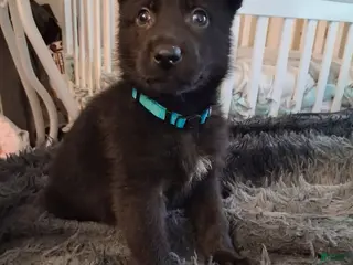 German Shepherd dogs Major 💙 - Ad 18