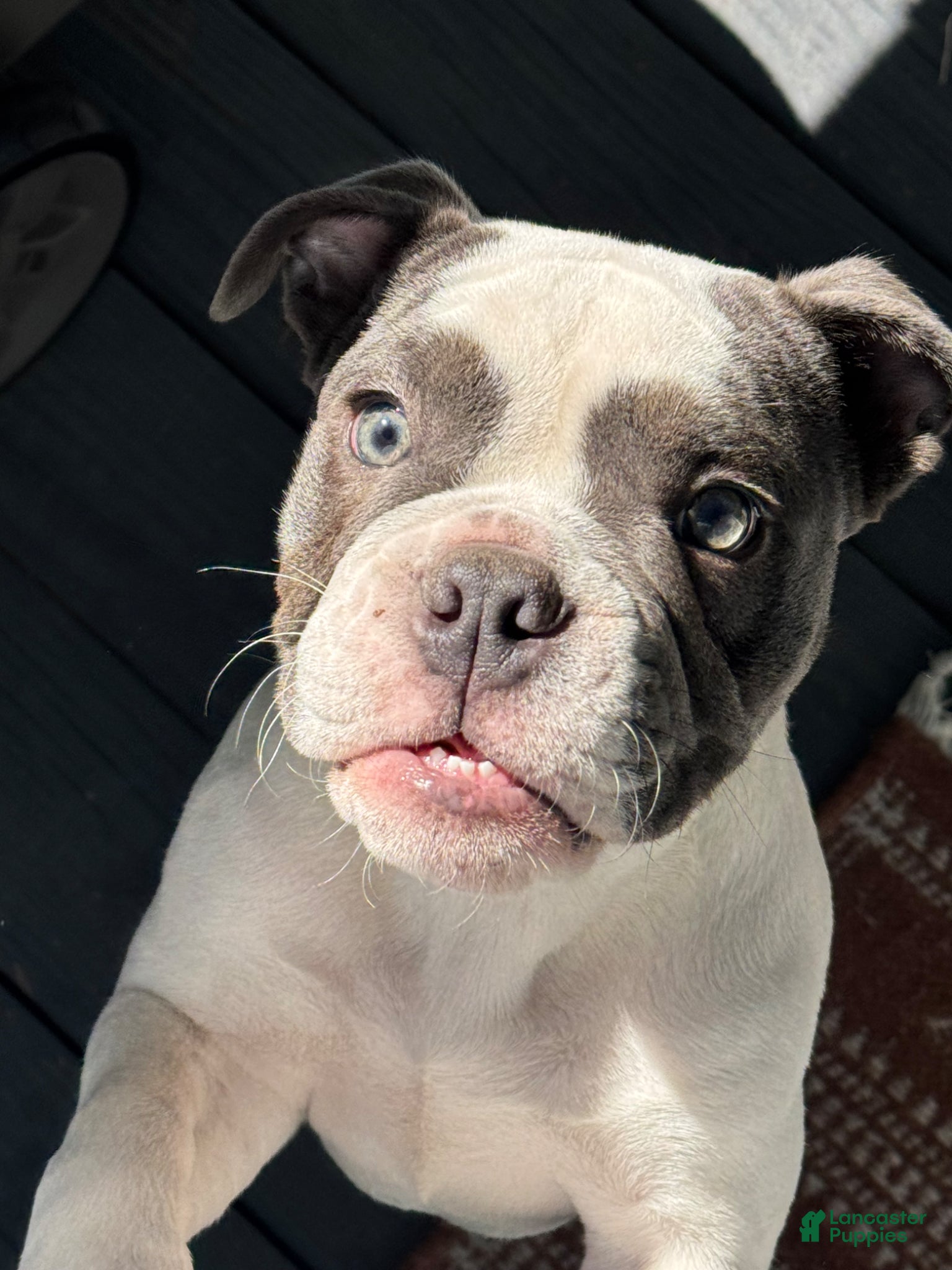 English Bulldog dogs Blue pied female Old English Bulldog - Ad 42