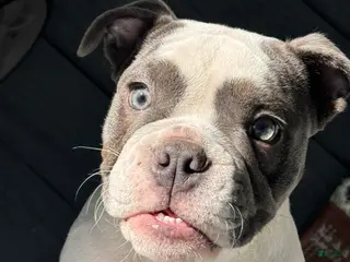 English Bulldog dogs Blue pied female Old English Bulldog - Ad 42