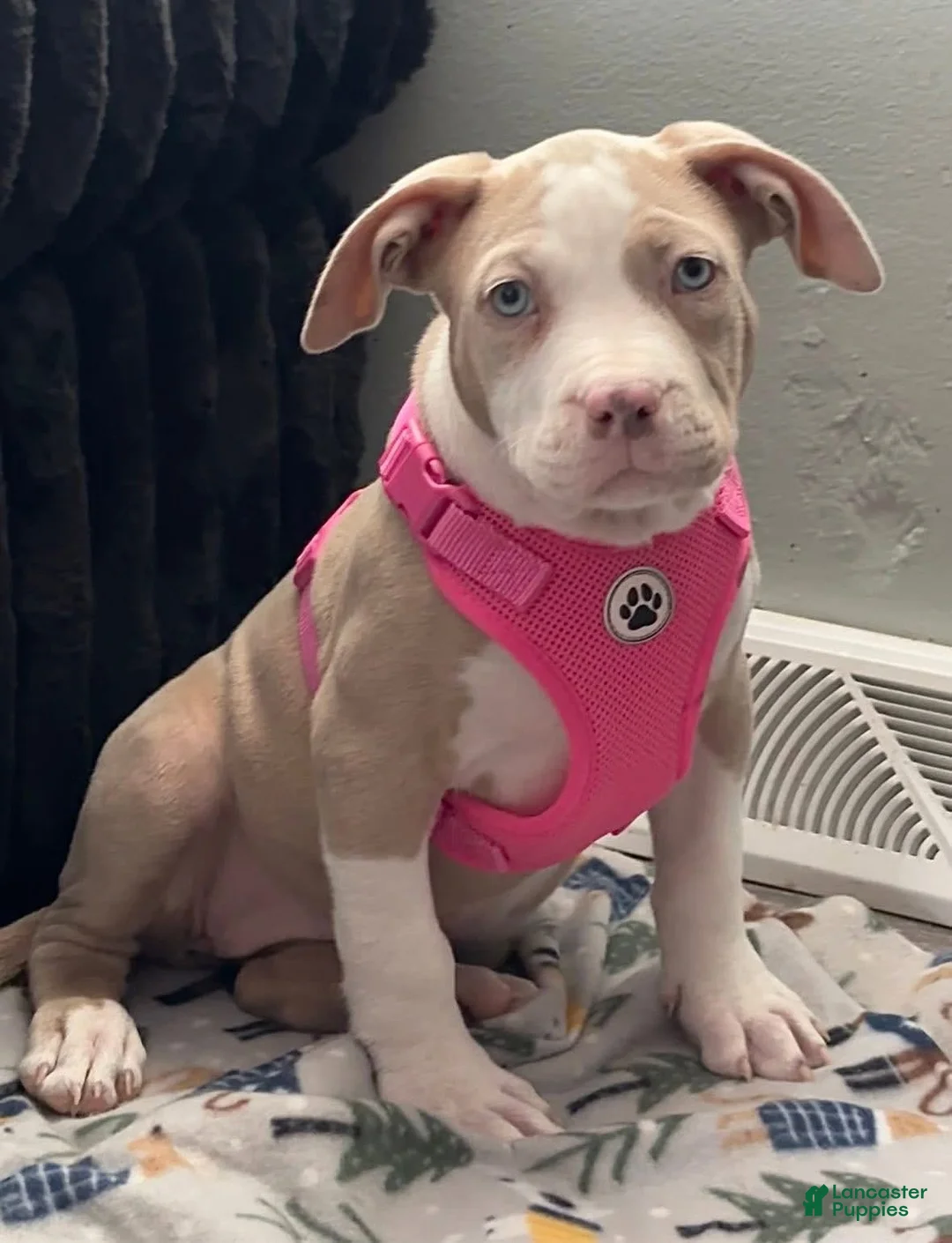 American Bully dogs for sale: American Bully Puppy 1 - Ad 1