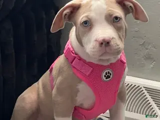 American Bully dogs American Bully Puppy 1 - Ad 29