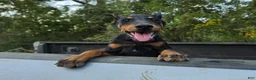 Doberman Pinscher dogs for sale: Azarel - Ad 6