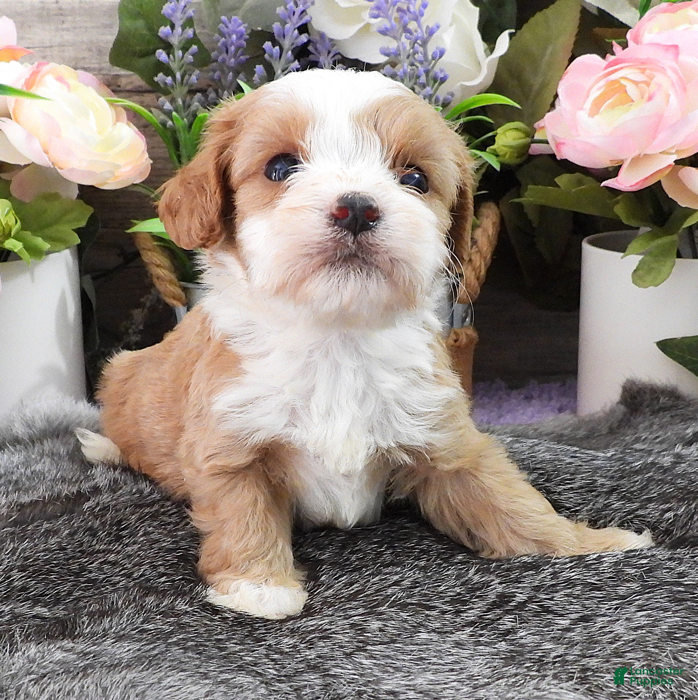 Cavapoo dogs #4 Male of Kate - Ad 18