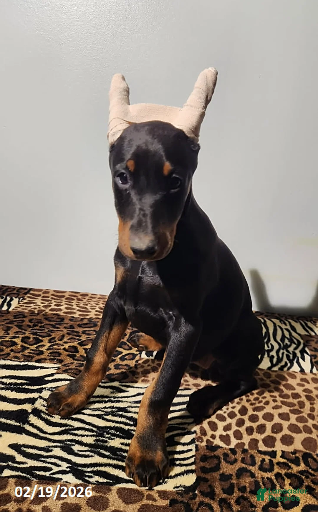 Doberman Pinscher dogs for sale: Rita - Ad 7