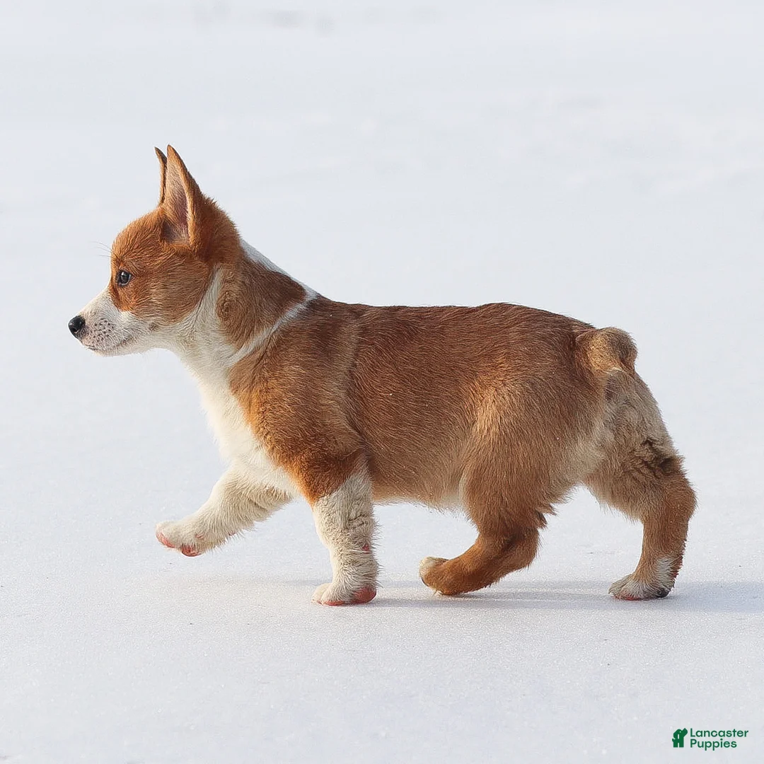 Welsh Corgi Pembroke dogs for sale: Karson Welsh Corgi Pembroke - Ad 7
