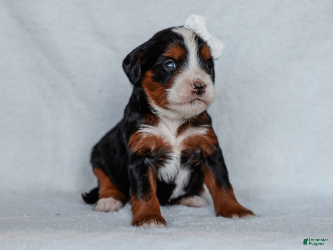 Mini Bernedoodle dogs for sale: Zach - Ad 3