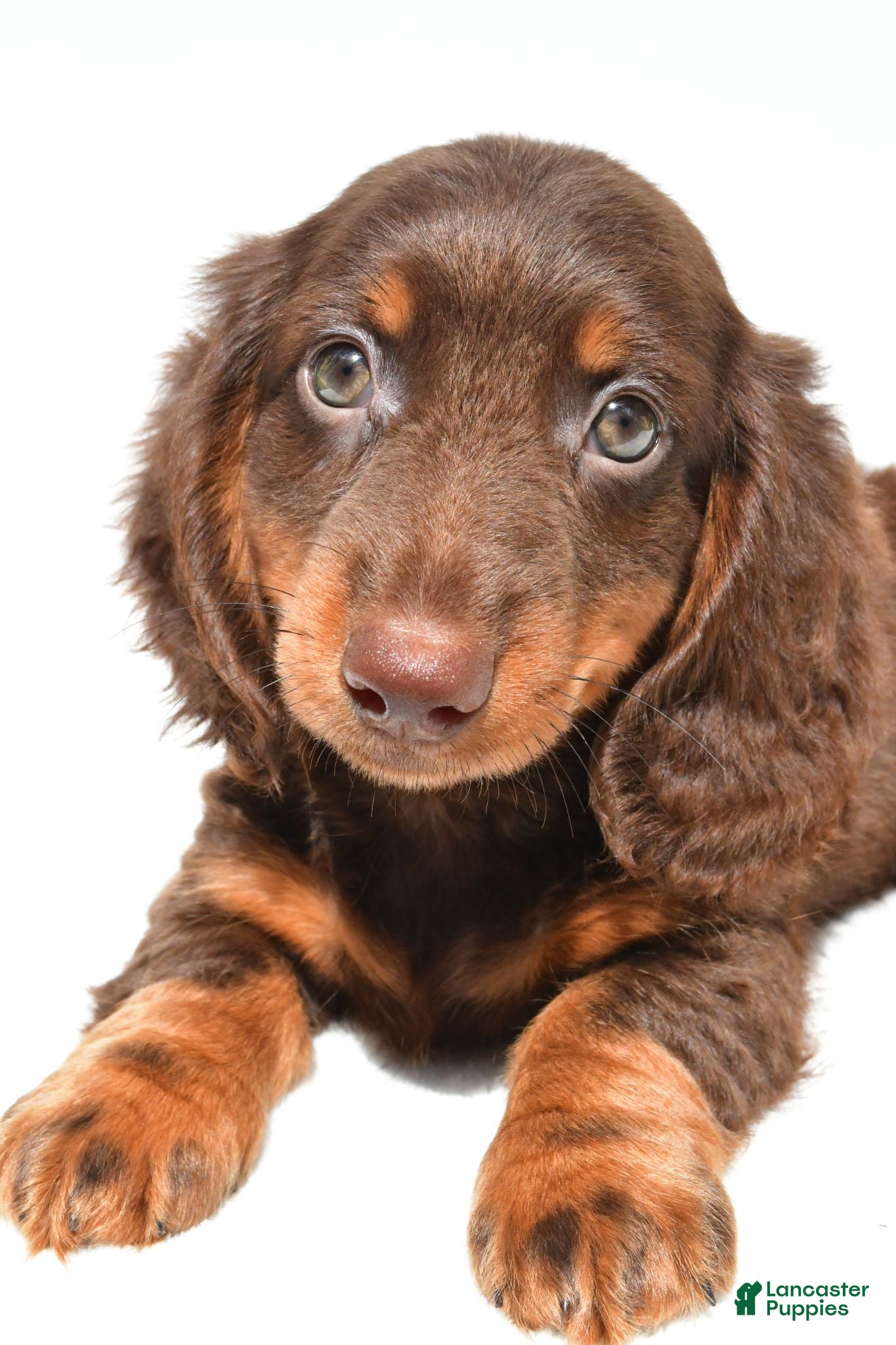 Dachshund dogs Teddy - Ad 2