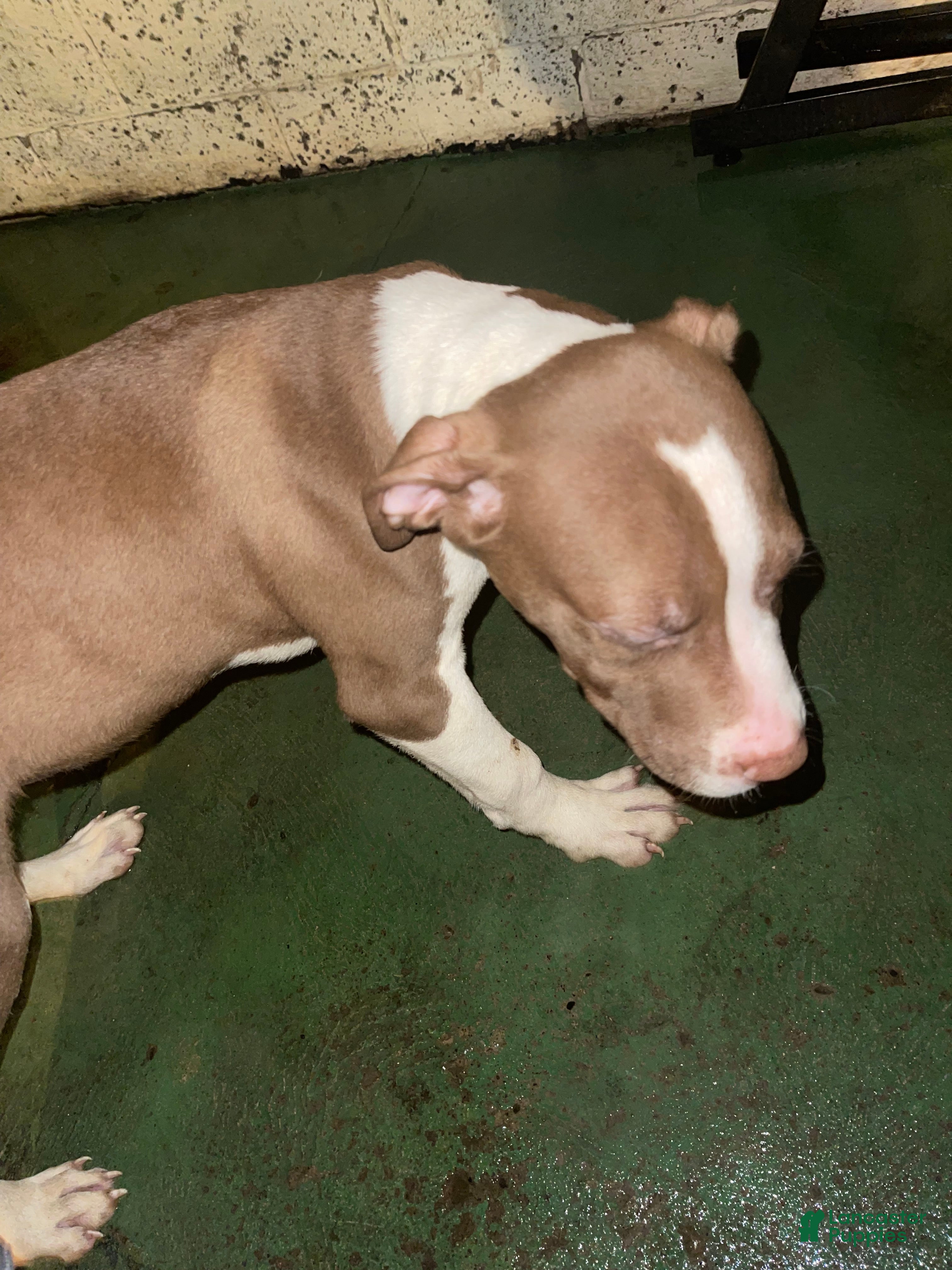 Staffordshire Bull Terrier dogs Staffordshire Bull Terrier Puppy 2 - Ad 4