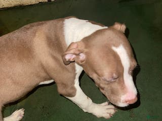 Staffordshire Bull Terrier dogs Staffordshire Bull Terrier Puppy 2 - Ad 10