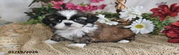 Shih Tzu dogs for sale: Beauty - Ad 4
