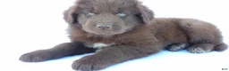 Newfoundland dogs for sale: Jasmine - Ad 6