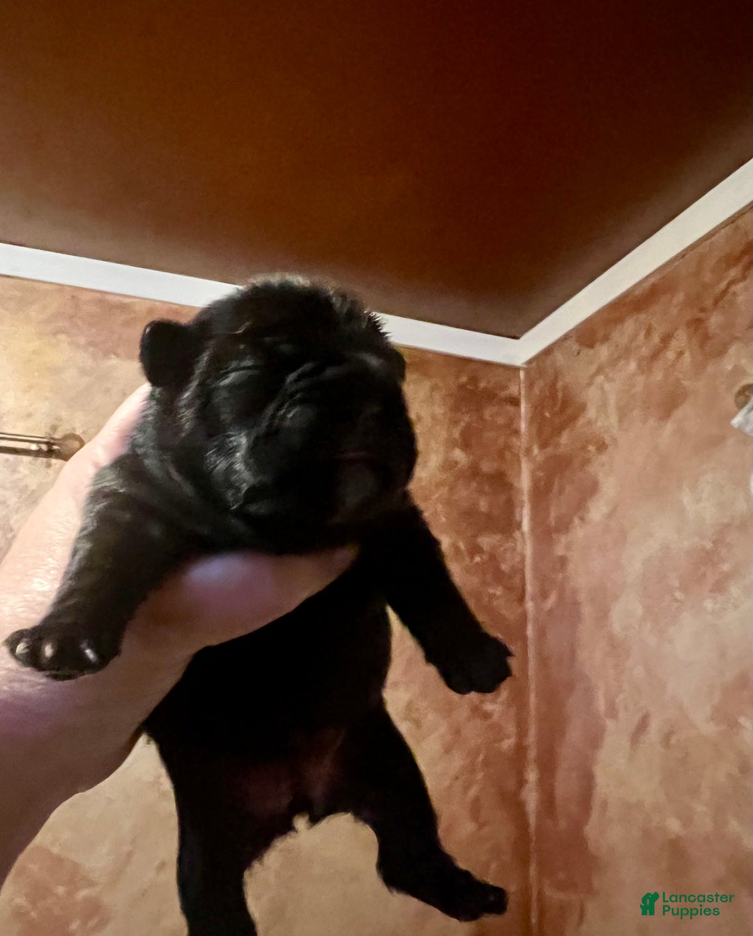 French Bulldog dogs for sale: French Bulldog Puppy 6 - Ad 3