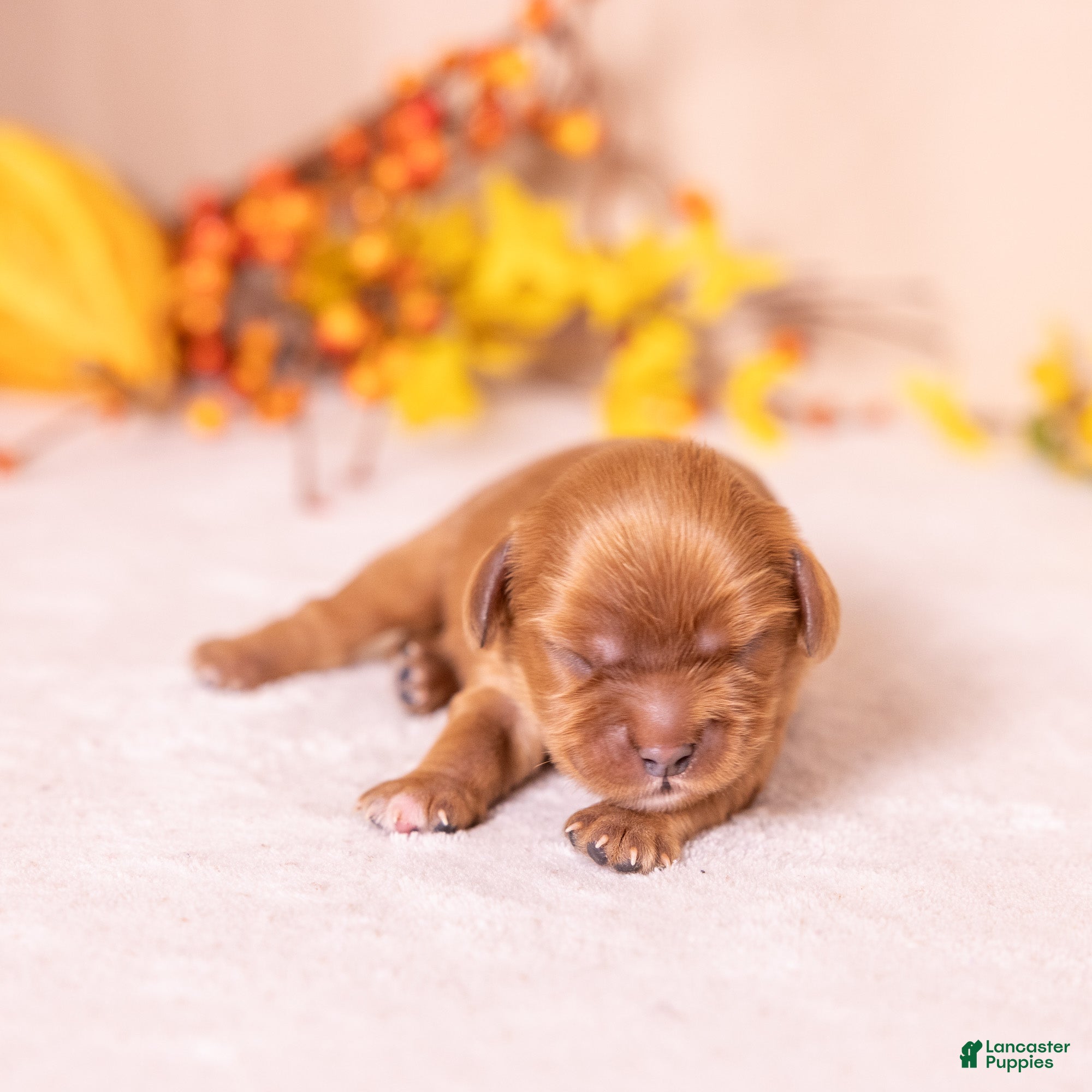 Cavalier King Charles Spaniel dogs for sale: Ralph - Ad 1