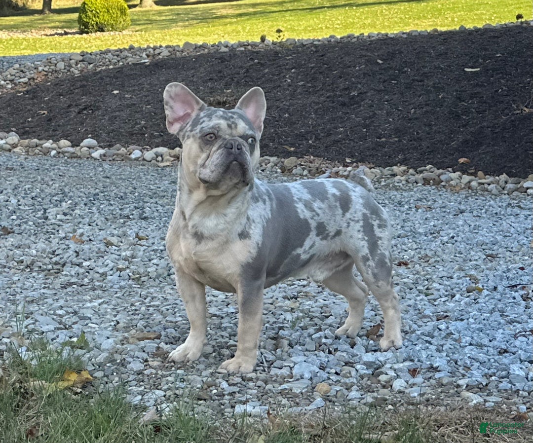French Bulldog dogs for sale: Zeus - Ad 13