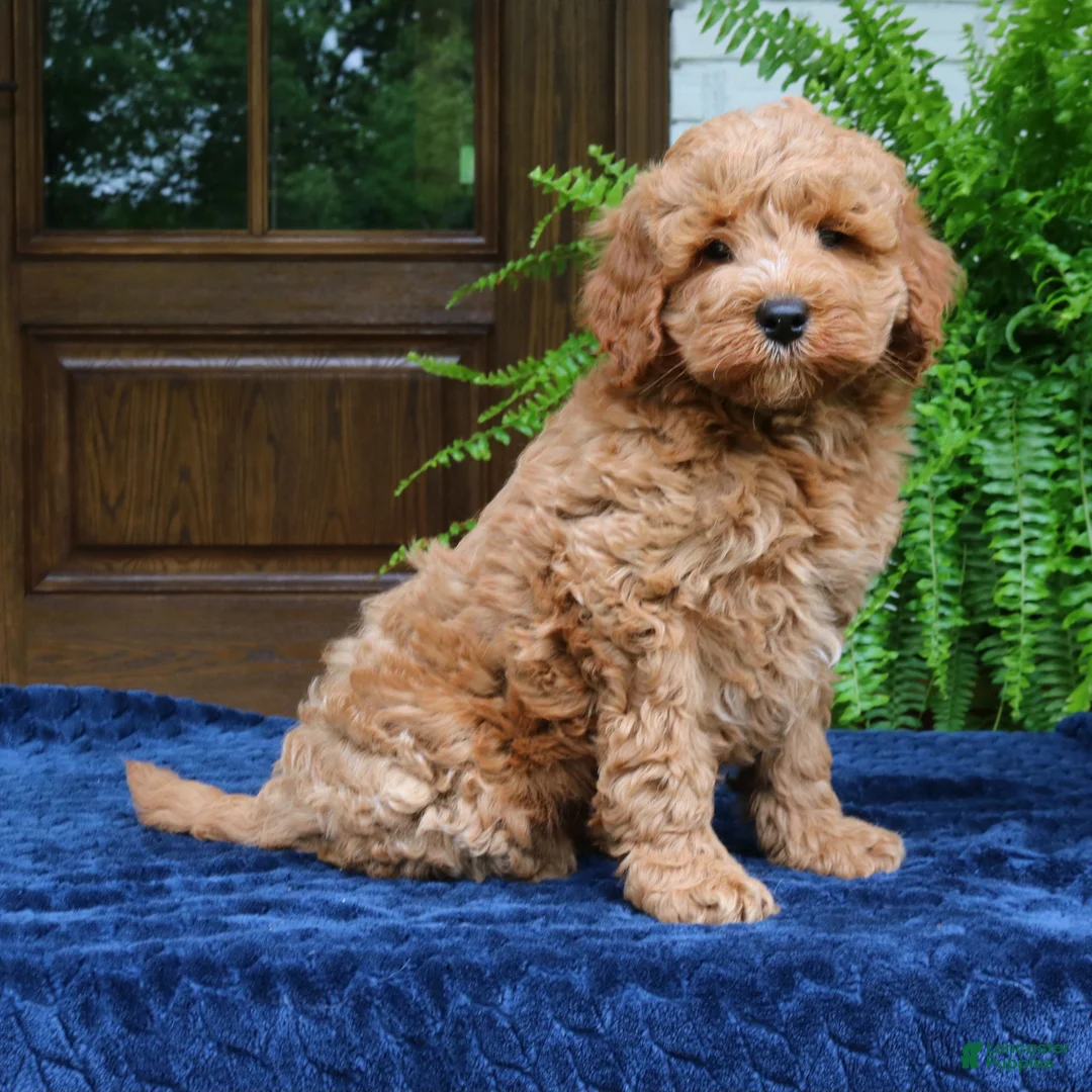 Mini Goldendoodle dogs for sale: Hoover  - Ad 1