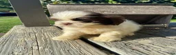 Shih Tzu dogs for sale: Milo - Ad 2