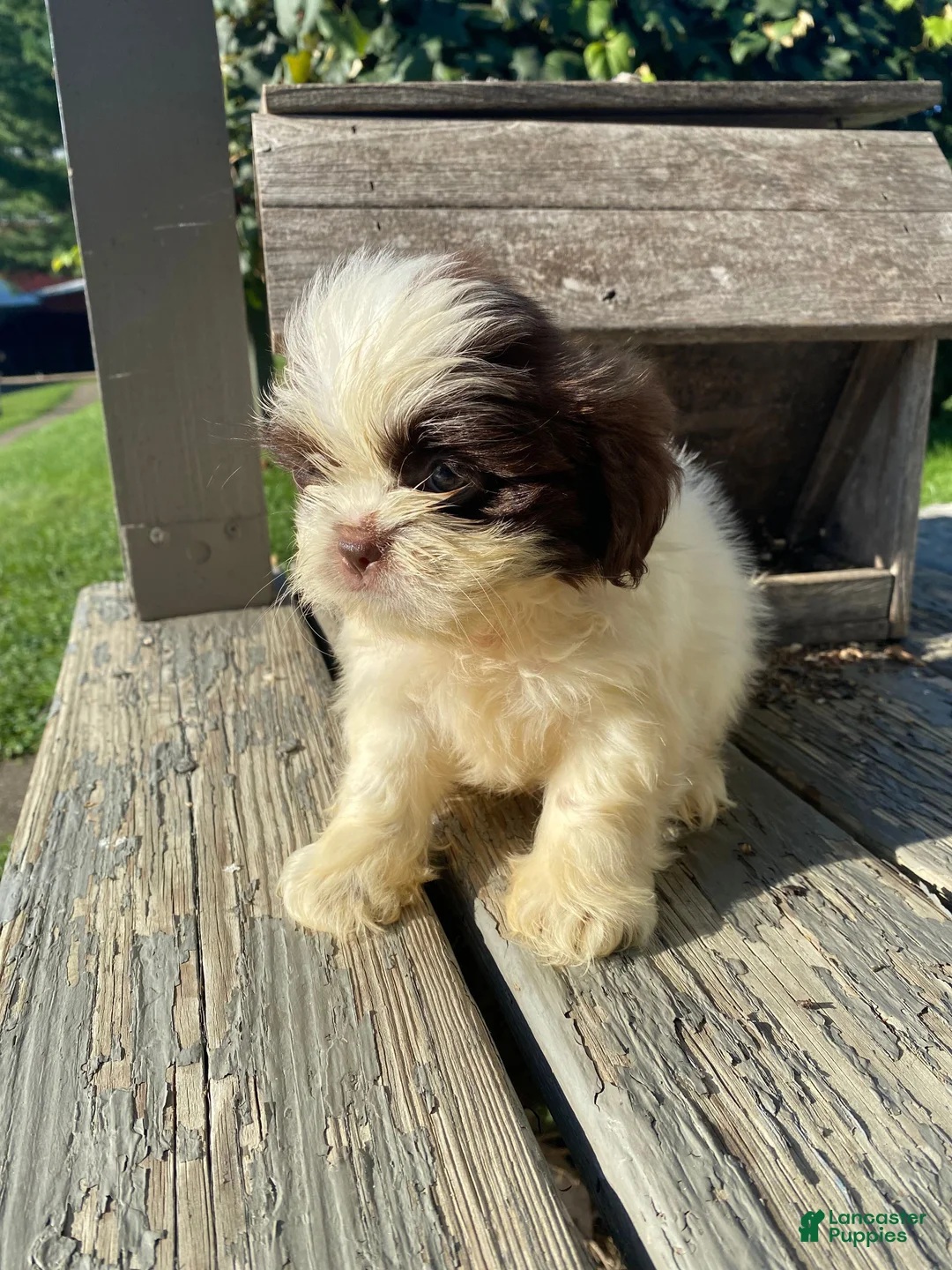 Shih Tzu dogs for sale: Milo - Ad 2