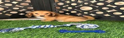 Miniature Dachshund dogs for sale: Beanie Precious Mini Dachsund Puppy  - Ad 5