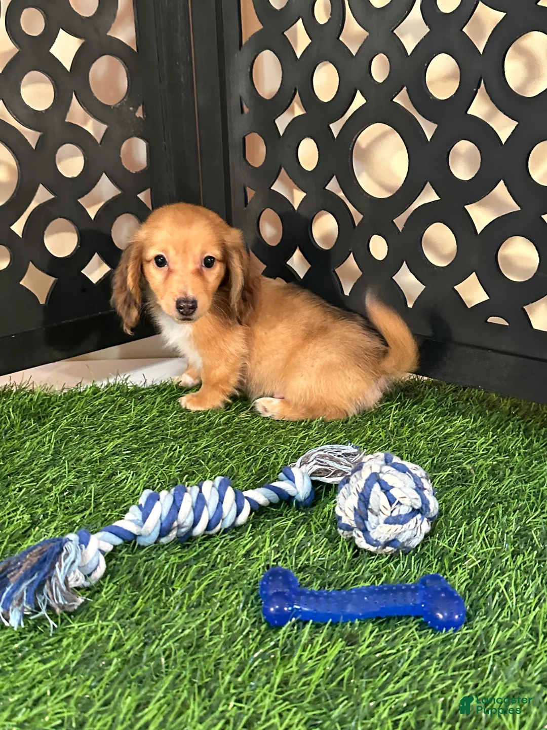 Miniature Dachshund dogs for sale: Beanie Precious Mini Dachsund Puppy  - Ad 5